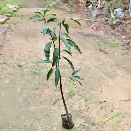 Buy Mango Grafted (~ 1.5 Ft) in 6 Inch Nursery Bag Online | Urvann.com