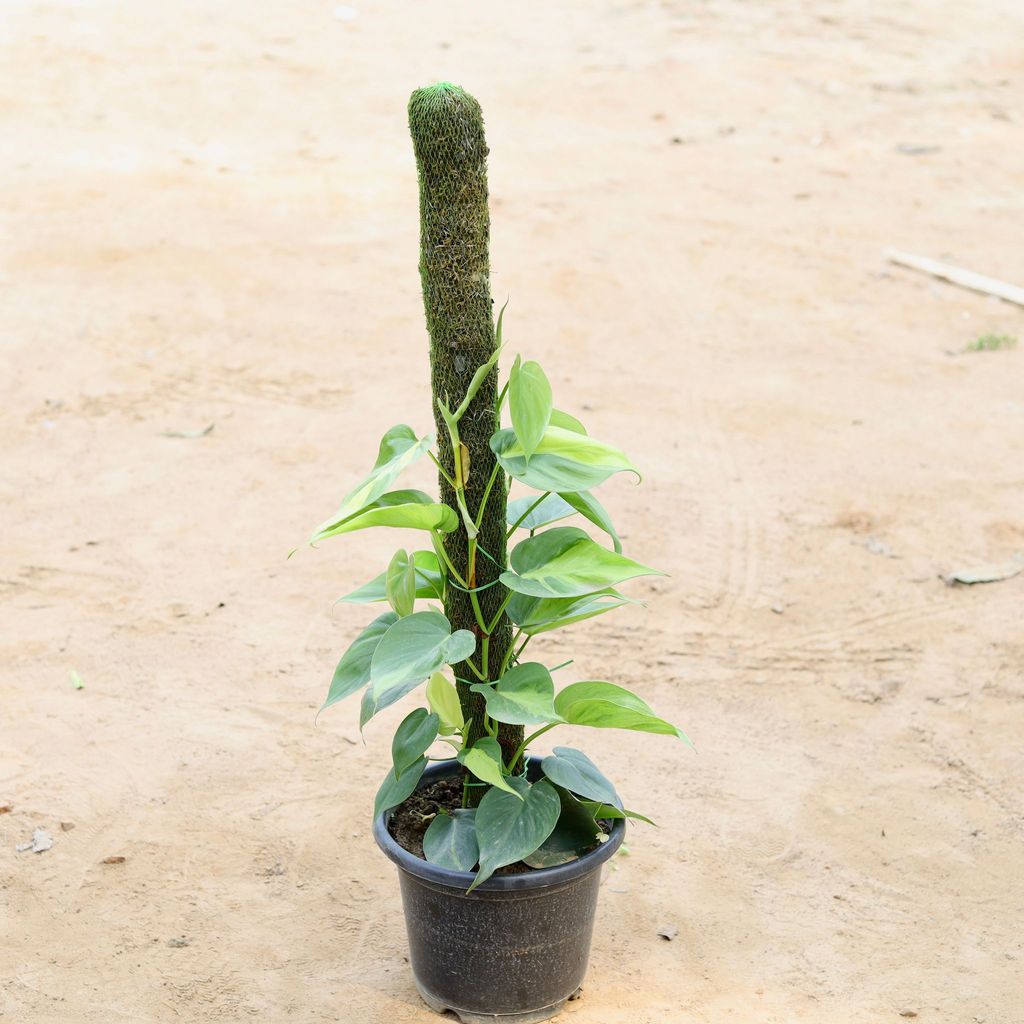 Oxycardium Green with 3 Ft Moss Stick in 10 Inch Nursery Pot