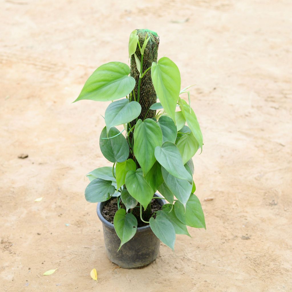 Oxycardium Green with 2 Ft Moss Stick in 7 Inch Nursery Pot