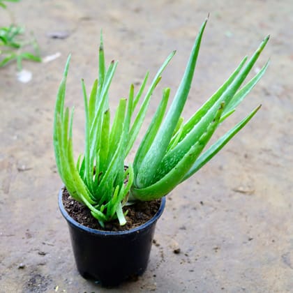 Buy Aloe Vera in 5 Inch Nursery Pot Online | Urvann.com