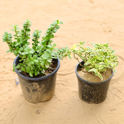 Buy Set of 2 - Jade & English Ivy Succulent in 6 Inch Plastic Pot Online | Urvann.com