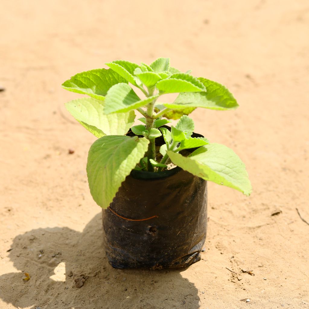 Ajwain in 4 Inch Nursery Bag