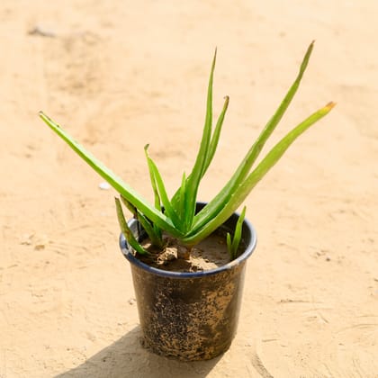 Buy Aloe vera in 6 Inch Plastic Pot Online | Urvann.com