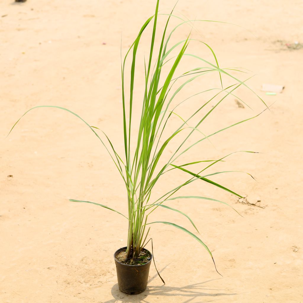 Lemon Grass in 6 Inch Nursery Pot