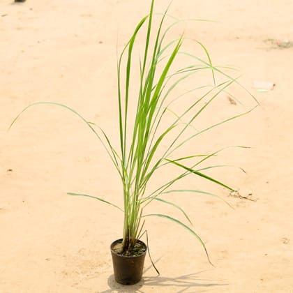 Buy Lemon Grass in 6 Inch Plastic Pot Online | Urvann.com