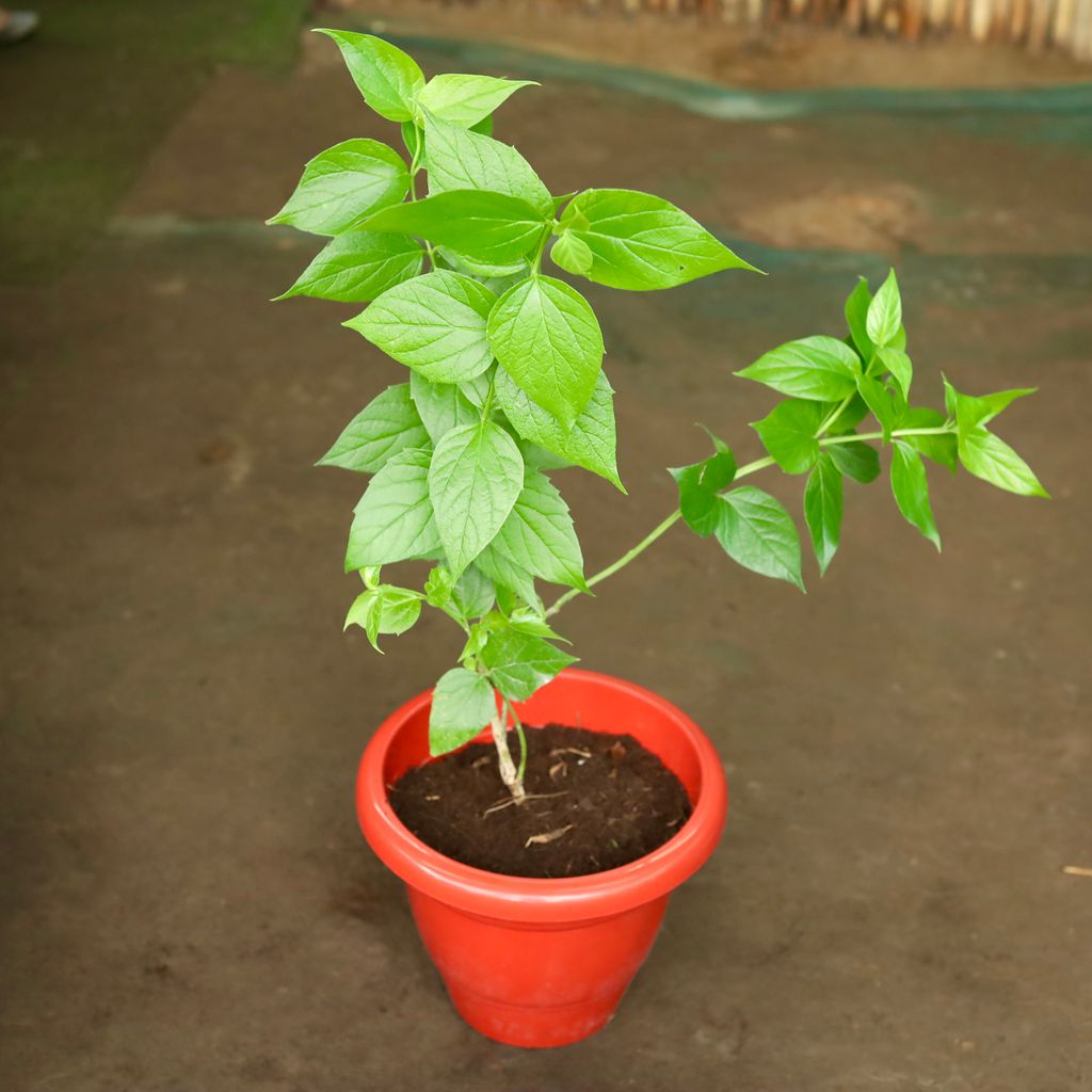 Harsingar / Parijat (any colour) in 10 Inch Classy Red Plastic Pot