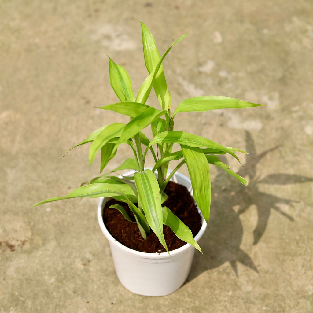 Lucky Bamboo in 6 Inch White Nursery Pot