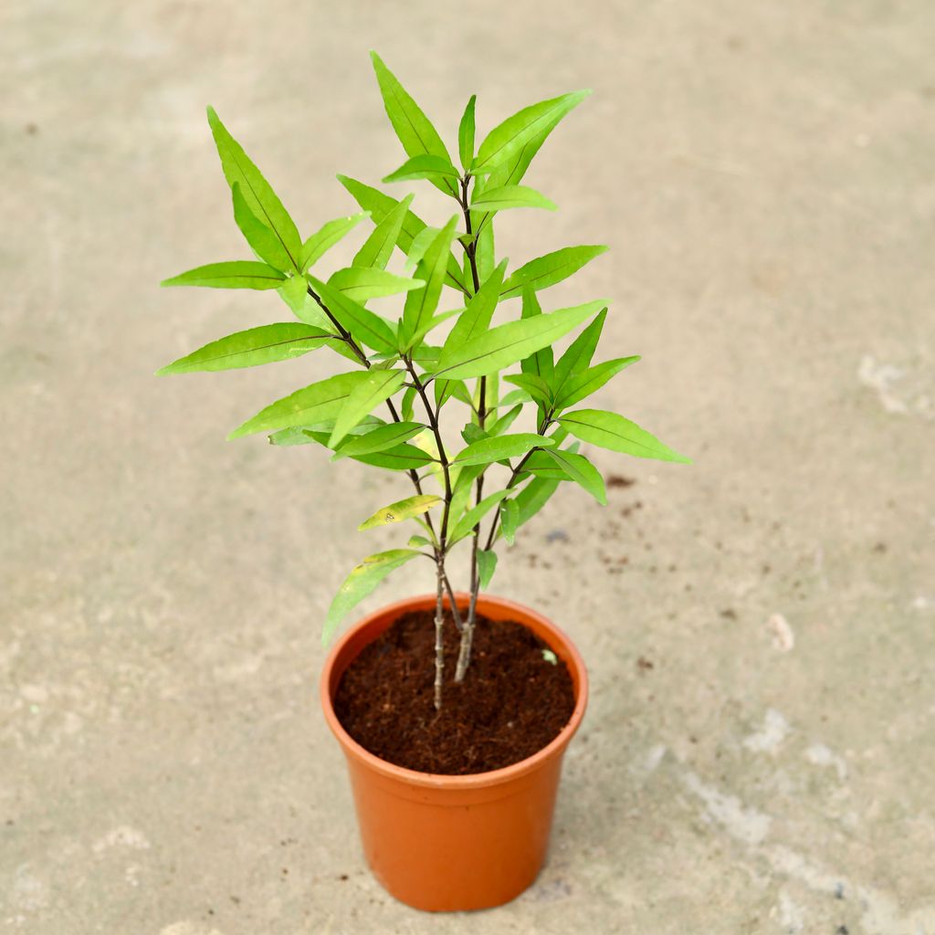 Sukh Shanti in 6 Inch Red Nursery Pot