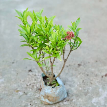 Buy Ixora Miniature (any colour) In 5 Inch Nursery bag Online | Urvann.com