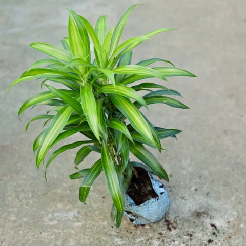 Free Next Day Delivery | Dracaena Messenger Plant In 5 Inch Nursery bag