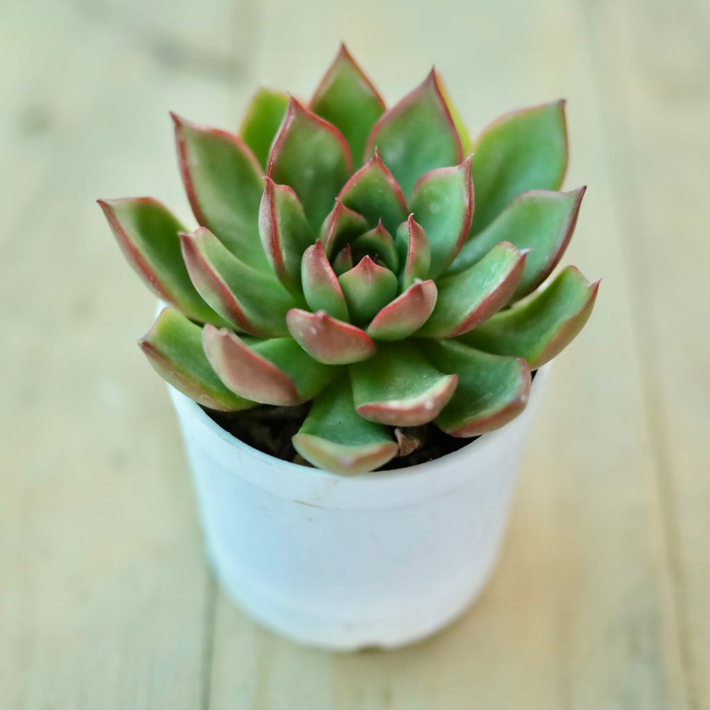 Echevaria Elegans Red Tipped Succulent in 3 Inch White Nursery Pot