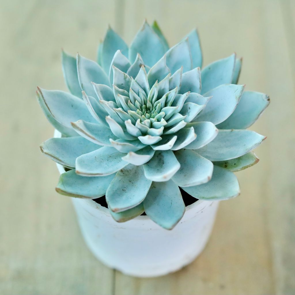 Echeveria Desmetiana Succulent in 3 Inch White Nursery Pot