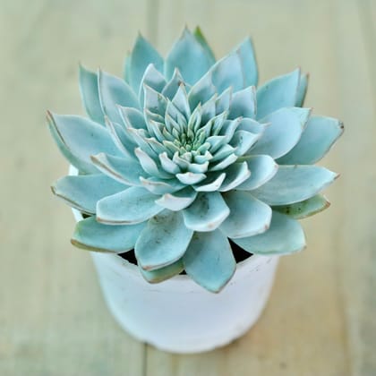 Buy Echeveria Desmetiana Succulent In 3 Inch White Nursery Pot Online | Urvann.com