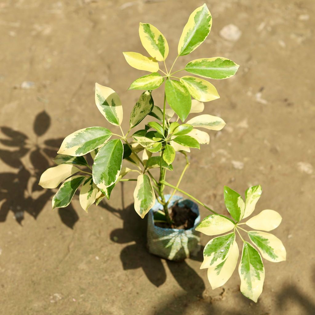 Schefflera Brassia in 4 Inch Nursery Bag