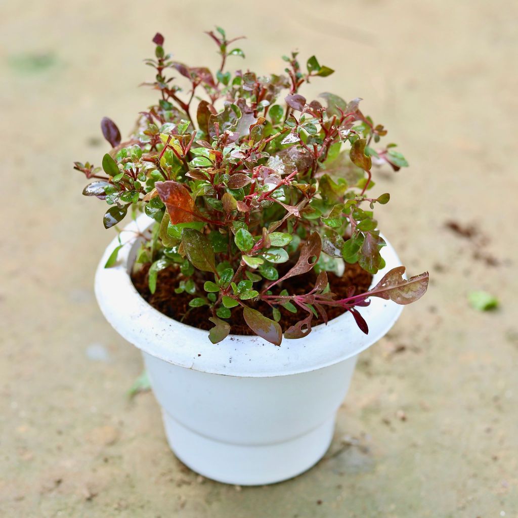 Alternanthera Red in 6 Inch Classy White Plastic Pot