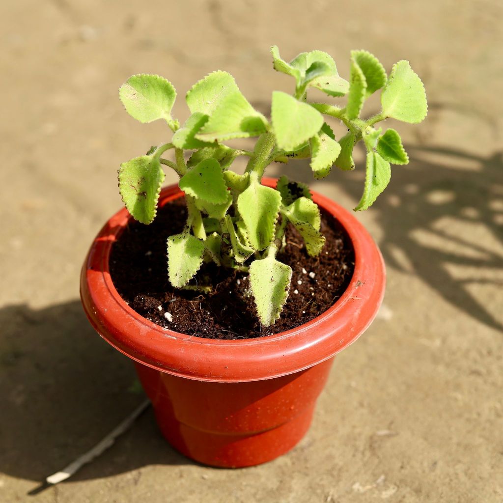 Ajwain in 6 Inch Classy Red Plastic Pot