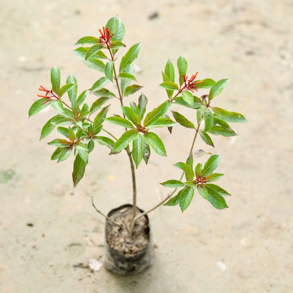 Hamelia / Firebush plant in 4 Inch Nursery Bag