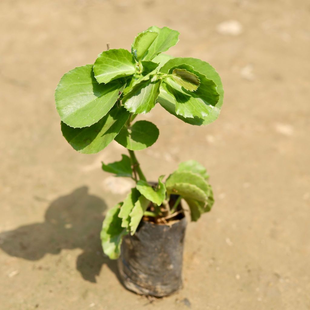 Arabian Wax / Grape Ivy Vine in 4 Inch Nursery Bag