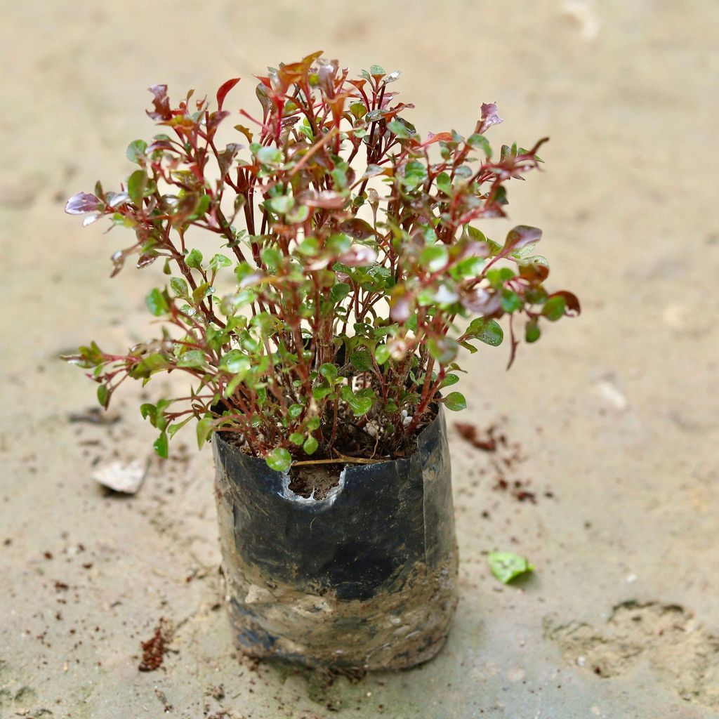 Alternanthera Red in 4 Inch Nursery Bag