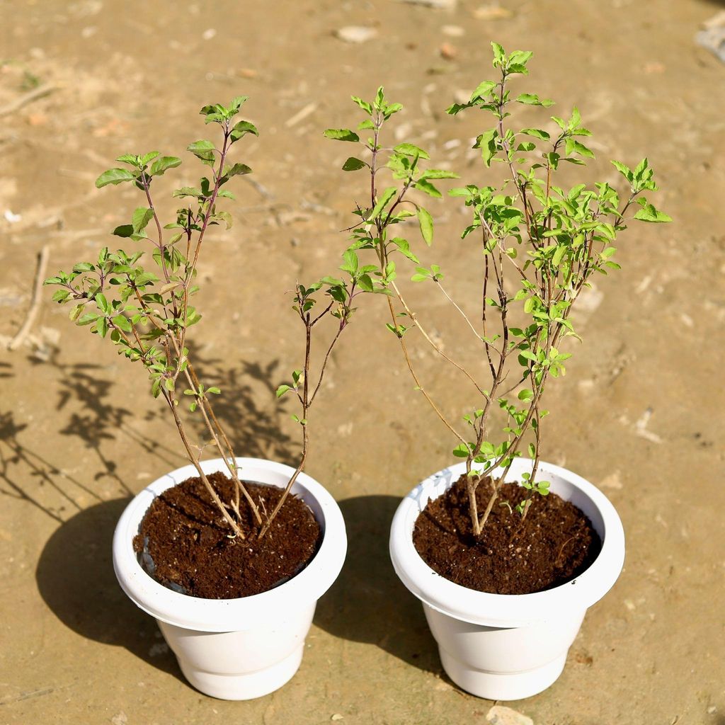 Set of 2 - Rama & Shyama Tulsi in 8 Inch Classy White Plastic Pot