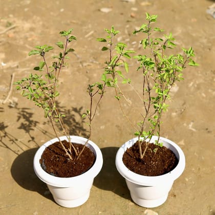 Buy Set of 2 - Rama & Shyama Tulsi in 8 Inch Classy White Plastic Pot Online | Urvann.com