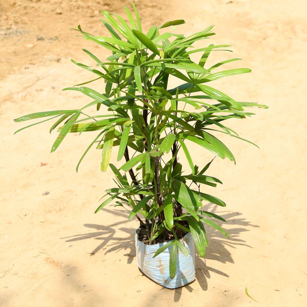 Rhapis Palm Bushy in 10 Inch Nursery Bag