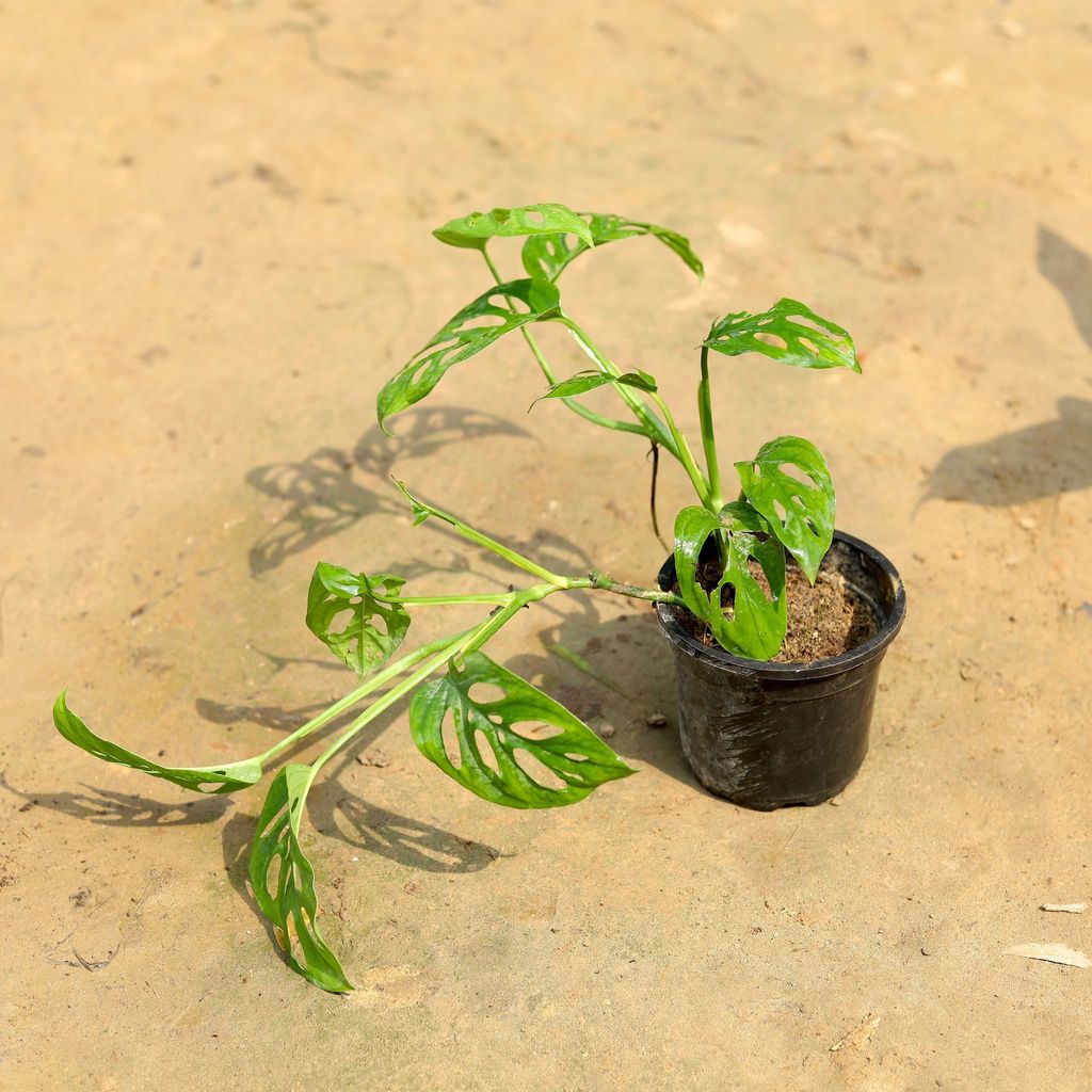 Monstera Broken Heart / Adansonii in 4 Inch Nursery Pot