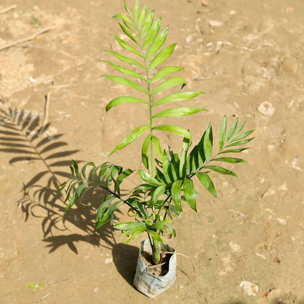 Chameadorea Palm / Parlour Palm in 4 Inch Nursery Bag