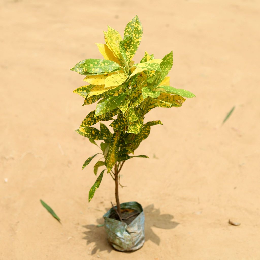 Baby Croton Goldstar in 4 Inch Nursery Bag