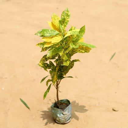 Buy Baby Croton Goldstar in 4 Inch Nursery Bag Online | Urvann.com