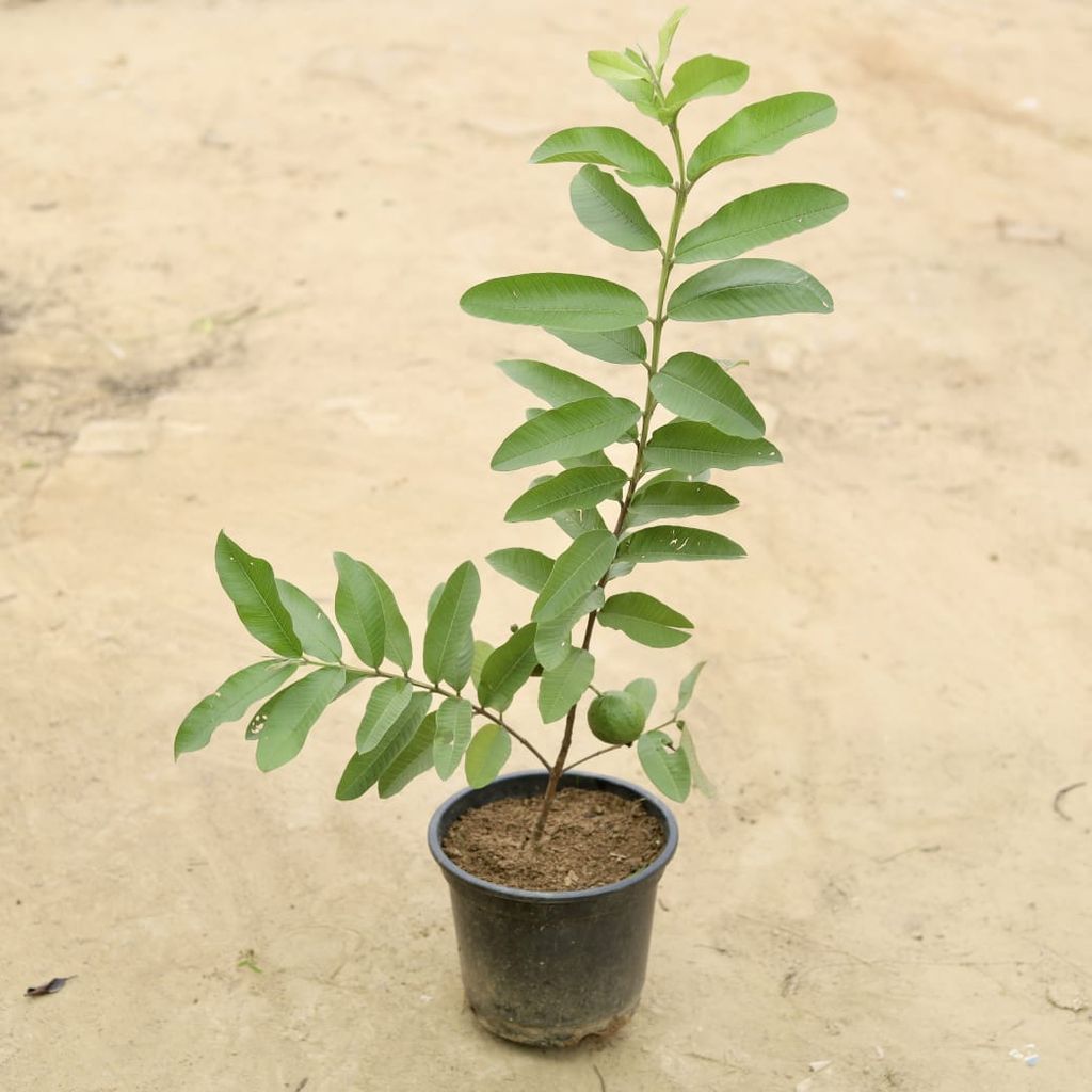 Amrood /Guava (~ 2 Ft) in 8 Inch Nursery Pot