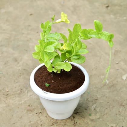 Buy Alamanda Hybrid (any colour) in 10 Inch Classy White Plastic Pot Online | Urvann.com