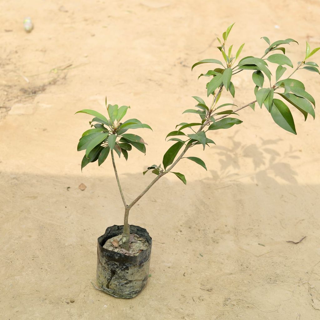 Chiku / Sapodilla in 5 Inch Nursery Bag