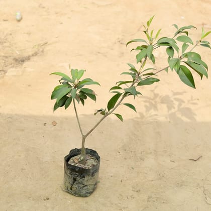 Buy Chiku / Sapodillain 5 Inch Nursery Bag Online | Urvann.com