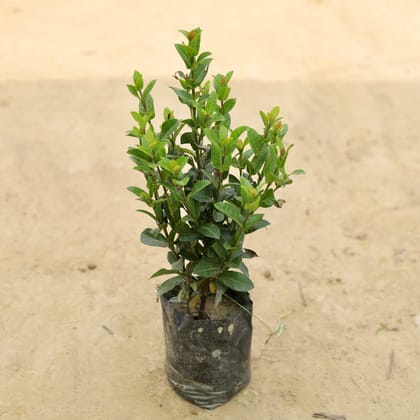 Buy Dwarf Ixora (any colour) in 5 Inch Nursery Bag Online | Urvann.com