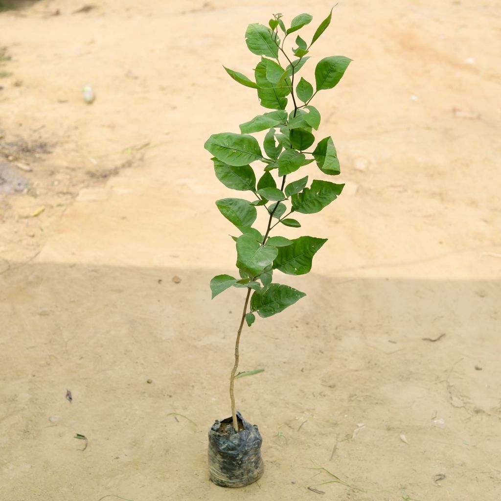 Bel Patra (~ 3.5 - 4 ft) in 5 Inch Nursery Bag