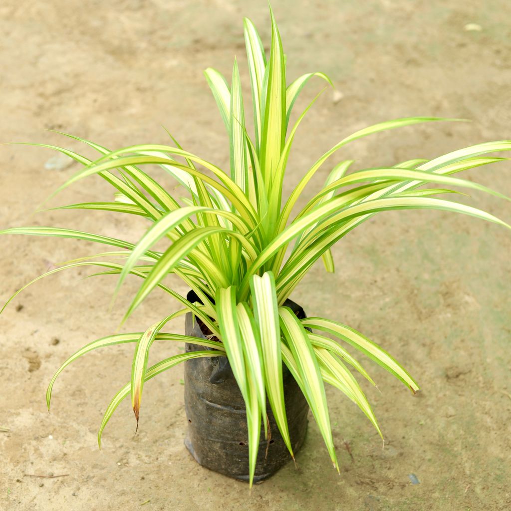 Pandanus in 8 Inch Nursery Bag