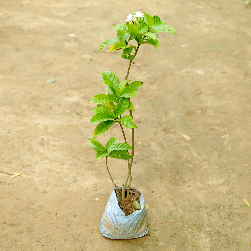 Double Chandni White in 5 Inch Nursery Bag