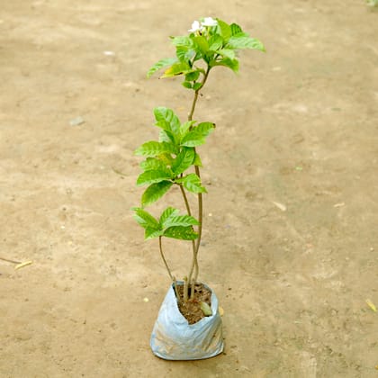 Buy Double Chandni White in 6 Inch Nursery Bag Online | Urvann.com