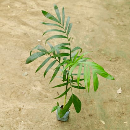 Buy Sapotiya Palm in 4 Inch Nursery Bag Online | Urvann.com