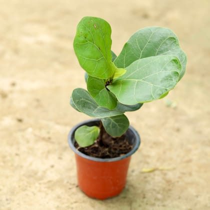 Buy Fiddle Leaf / Ficus Lyrata Dwarfin 3 Inch Nursery Pot Online | Urvann.com