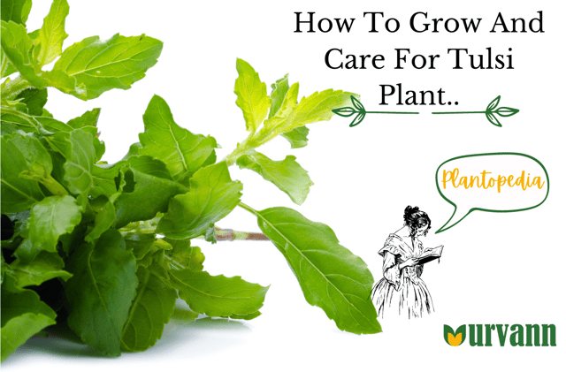 How To Grow And Care For Tulsi Plant