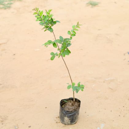 Buy Lagerstroemia / Crepe Myrtle (any colour) in 7 Inch Nursery Bag Online | Urvann.com