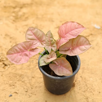 Buy Syngonium Pink in 4 Inch Nursery Pot Online | Urvann.com