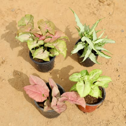 Buy Set of 4 - Syngonium (Bronze, Pink, White Pixie & Yellow) in 4 Inch Nursery Pot Online | Urvann.com