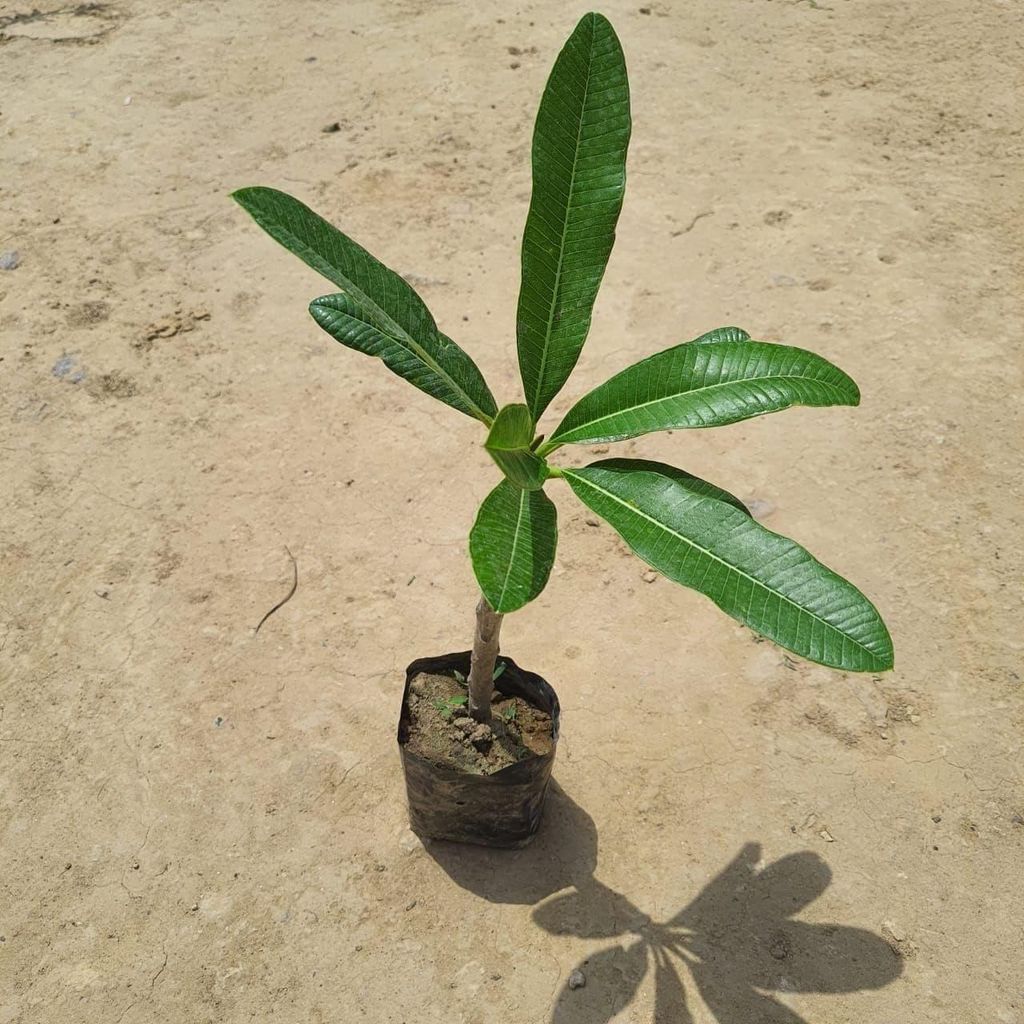 Champa in 4 Inch Nursery Bag