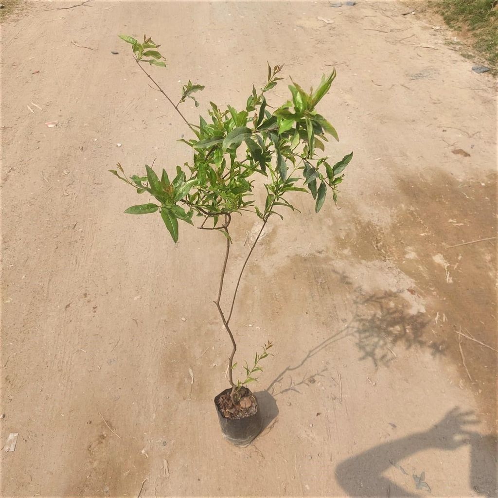 Anar / Pomegranate (any colour) in 5 Inch Nursery Bag