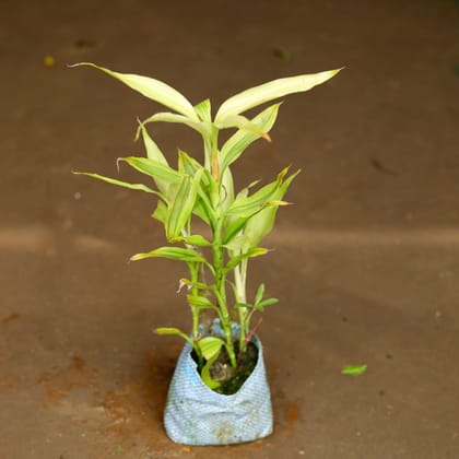 Buy Lucky Bamboo in 4 Inch Nursery Bag Online | Urvann.com