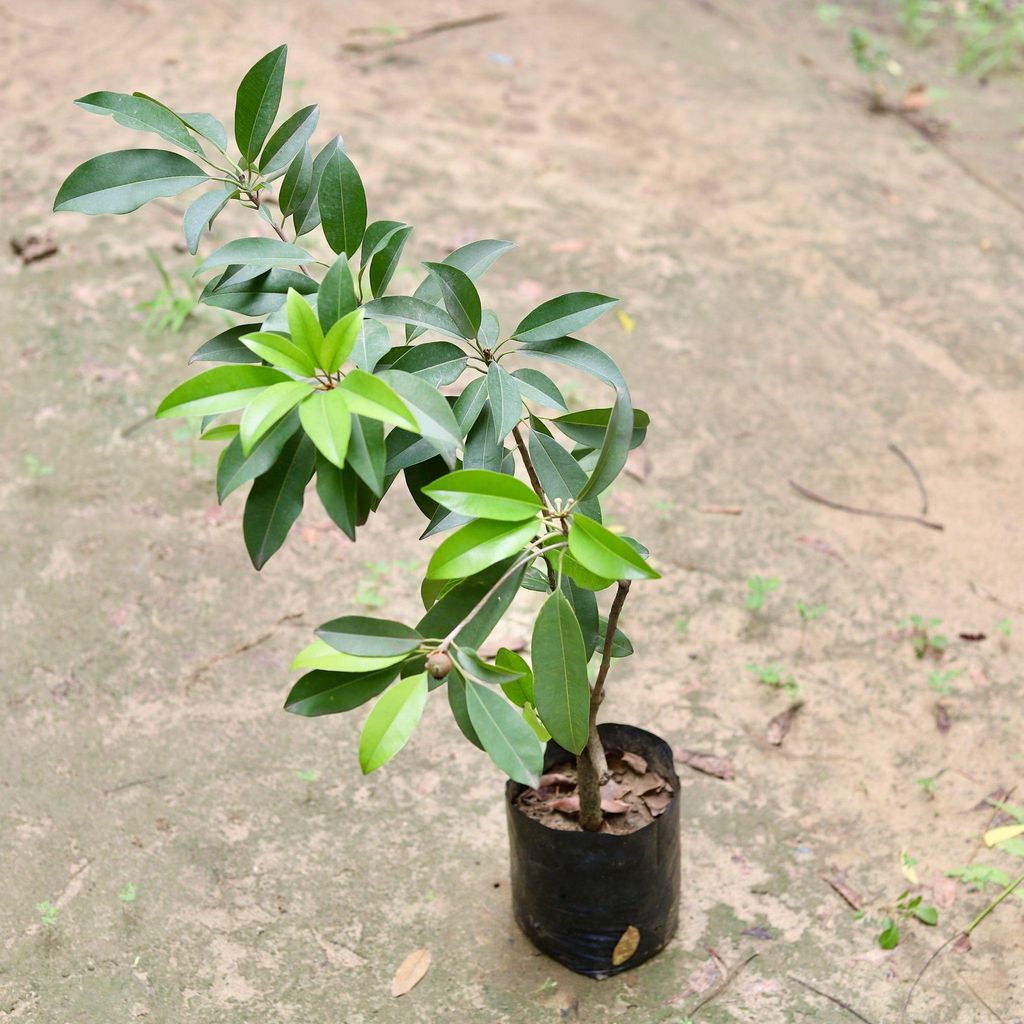 Cheeku / Sapodilla Grafted in 5 Inch Nursery Bag