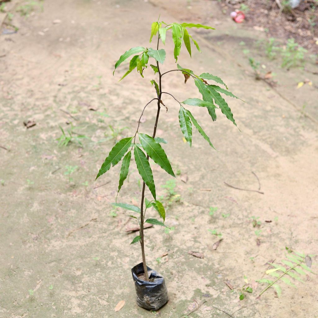 Ashoka Holy Tree in 5 Inch Nursery Bag